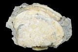 Fossil Clam with Fluorescent Calcite Crystals - Ruck's Pit, FL #177737-1